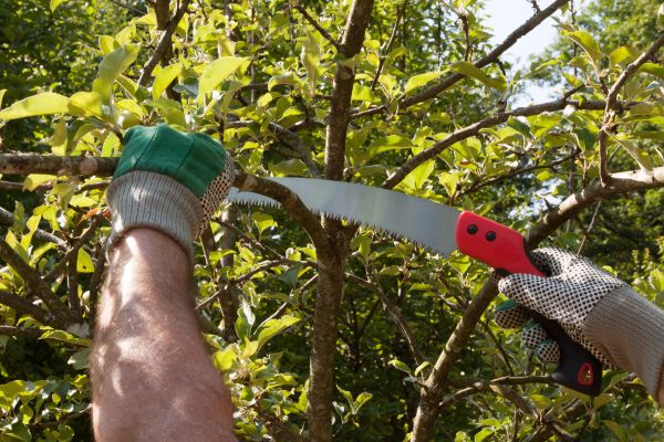 Apple Tree Trimming in Olathe