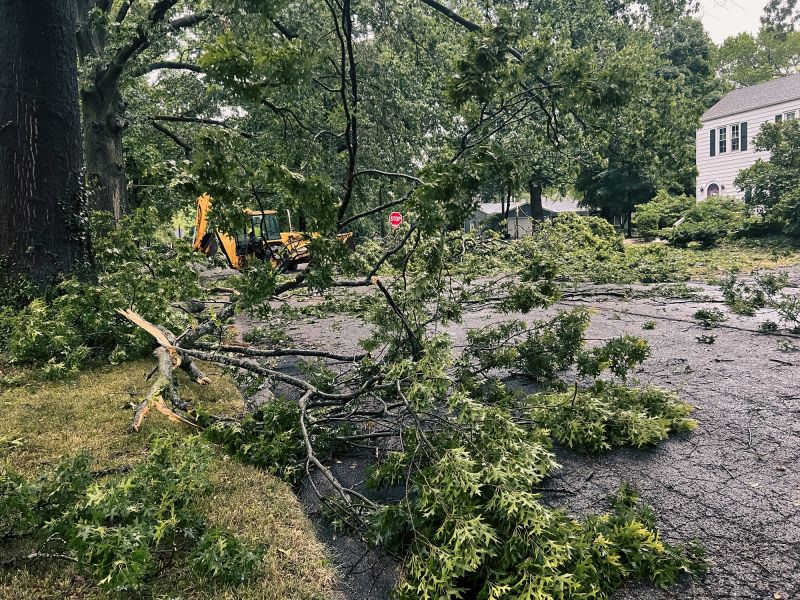 Fallen Tree in Yard