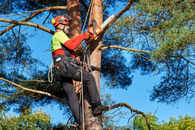 Tree Trimming with Equipment