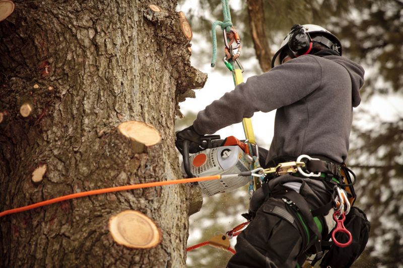 Tree Pruning in Progress
