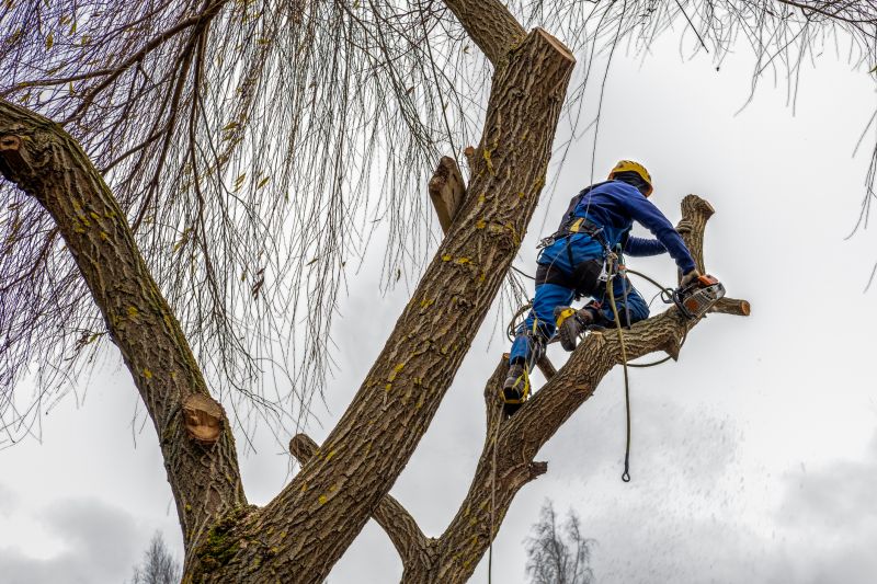 Tree Maintenance Work