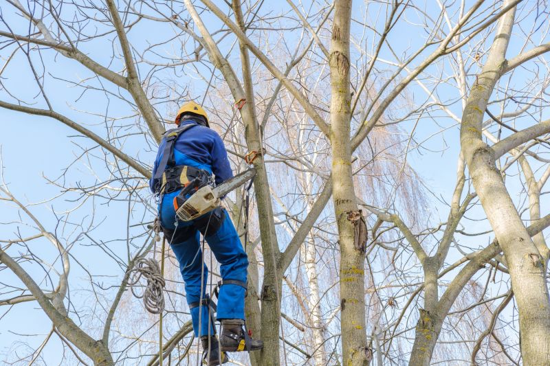 Tree Trimming Safety Measures