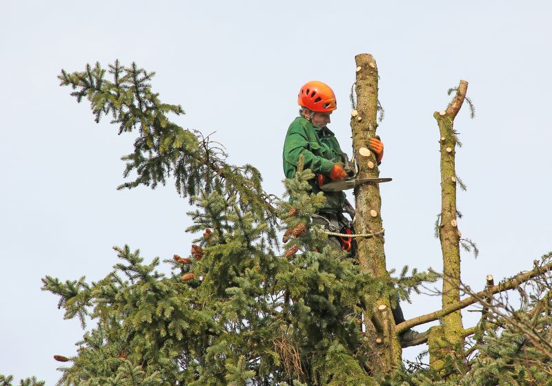 Healthy Tree Maintenance