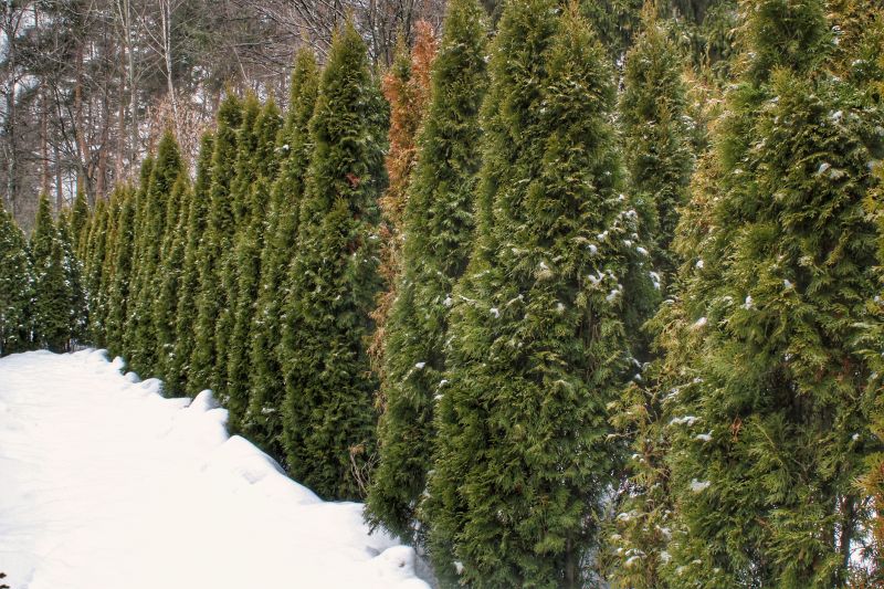 Late Winter Tree Care